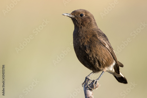 A black wheatear (Oenanthe leucura)