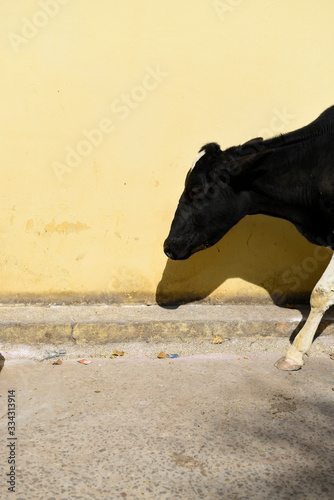 vache indienne