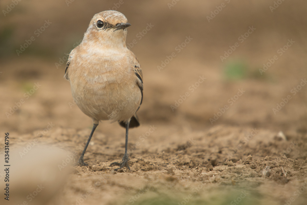 A northern wheatear (Oenanthe oenanthe) A northern wheatear (Oenanthe oenanthe)