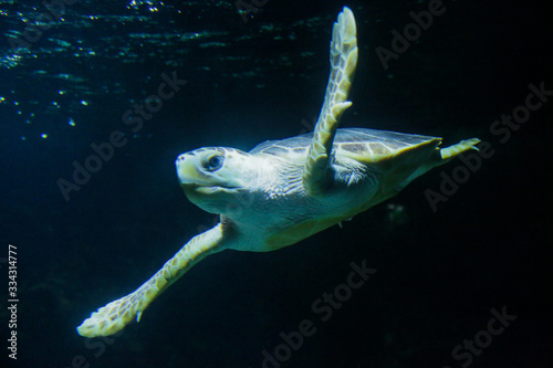 tortue marine sur fond sombre  aquarium de la Rochelle