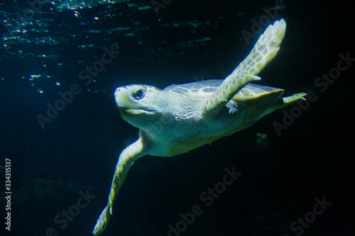 tortue marine sur fond sombre  poisson volant  grondin  aquarium de la Rochelle