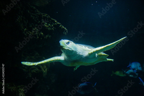 Konstfotografi tortue marine sur fond sombre, aquarium de la Rochelle