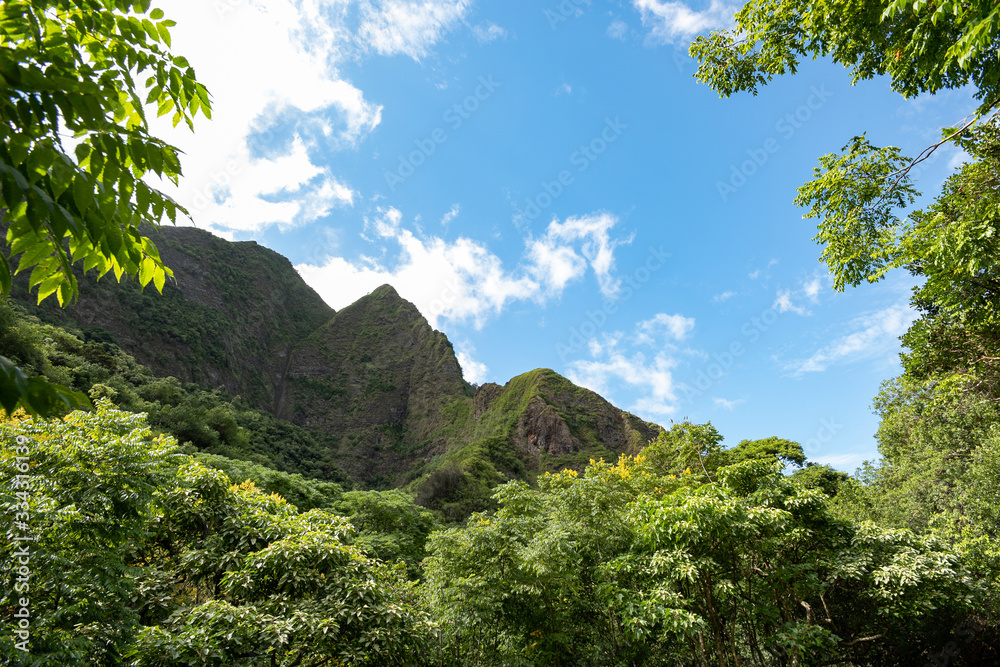 Nature Vignette, Blue Sky, Trees, Leaves, and flowers, dramatic white clouds Nature Vignette, Blue Sky, Trees, Leaves, and flowers, dramatic white clouds