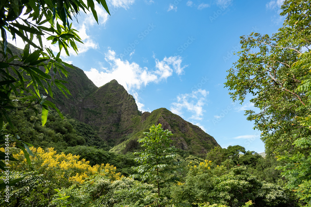 Nature Vignette, Blue Sky, Trees, Leaves, and flowers, dramatic white clouds Nature Vignette, Blue Sky, Trees, Leaves, and flowers, dramatic white clouds