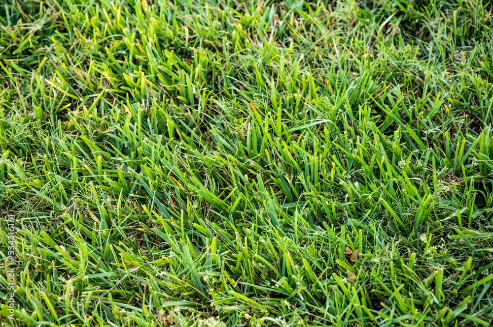 Green Grass Flat Background Texture Green Grass Flat Background Texture