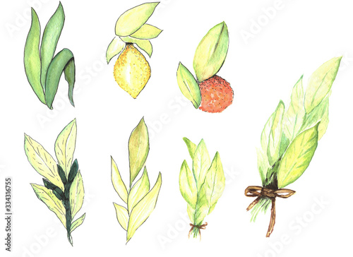 Orange plant set with fruit on branches, flowers, buds, leaves and tiny fruits. Watercolor set of greens, grass, mandarin, lemon hand-drawn