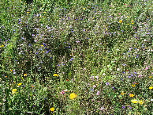 Herbes folles fleuries photo