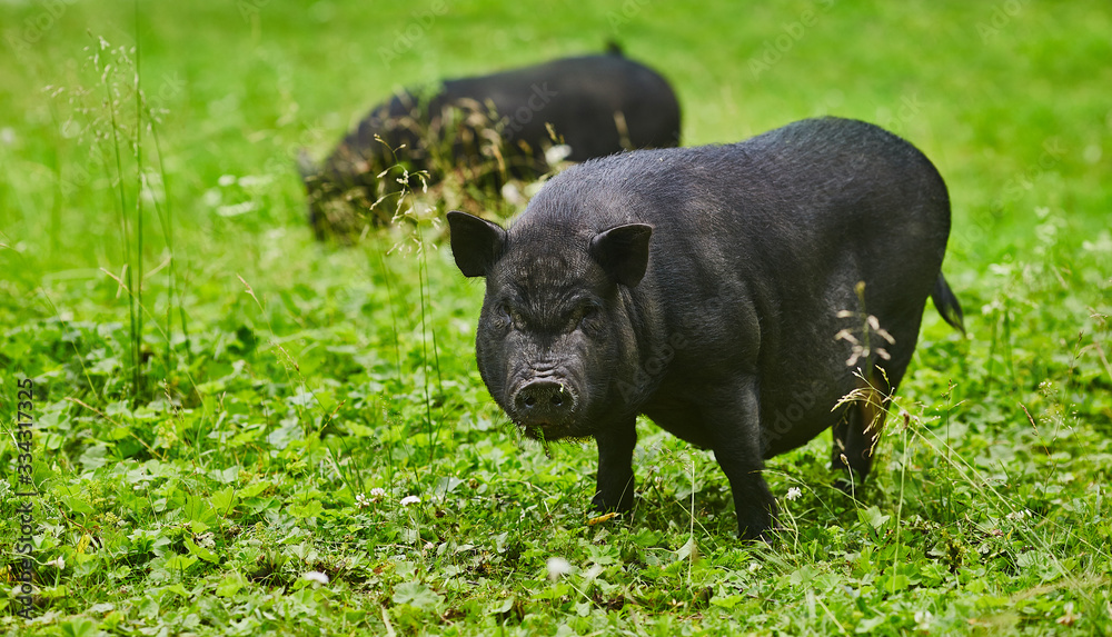 Cute fat pot-bellied pigs on free meadow of private farm Cute fat pot-bellied pigs on free meadow of private farm