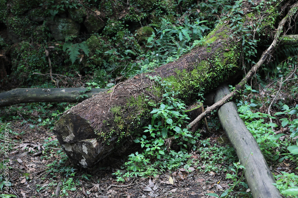 Old Trees Leaf Photographs in Green Forest Old Trees Leaf Photographs in Green Forest