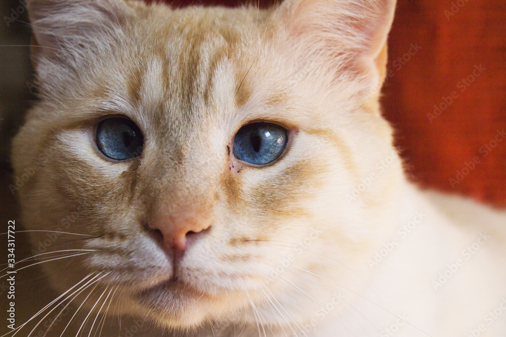 Light tan cat with blue eyes