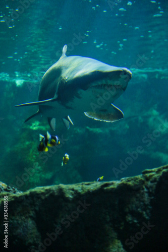 requin bouledogue, poissons jaunes, rochers, aquarium de la Rochelle © Fabien