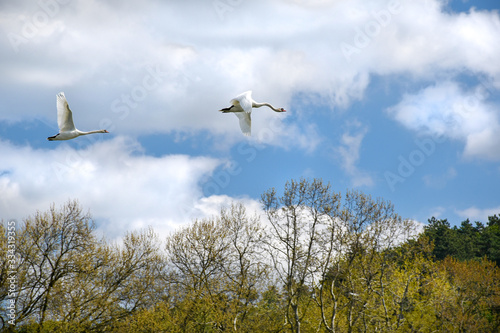 Flight of white swans over trees – blue sky with clouds