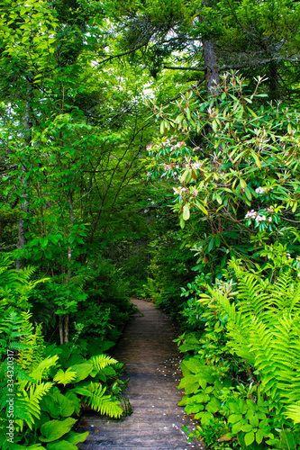 Cranberry Glades Trail