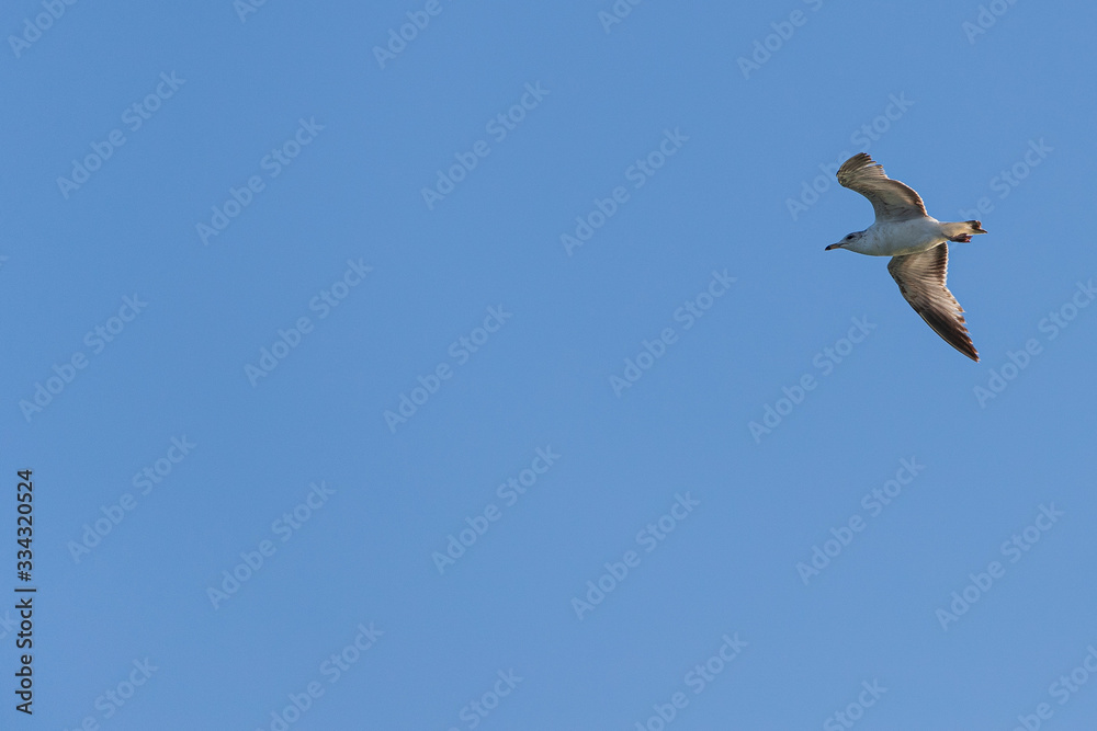 bird pajaro pelican
