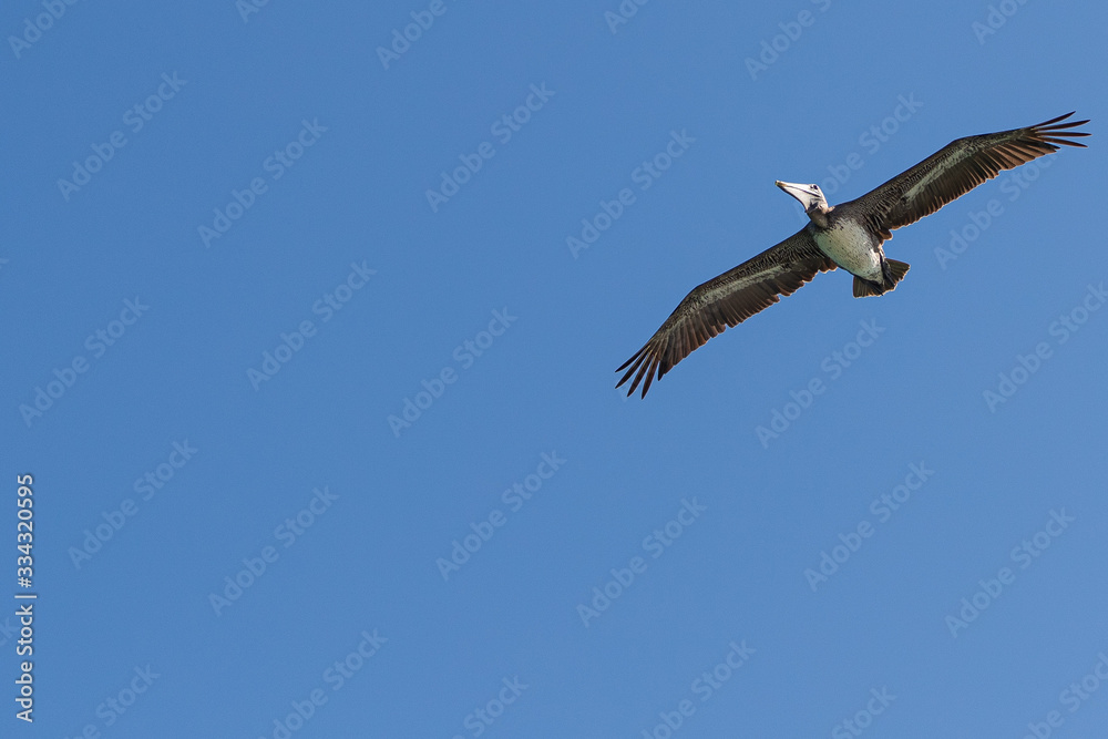 bird pajaro pelican