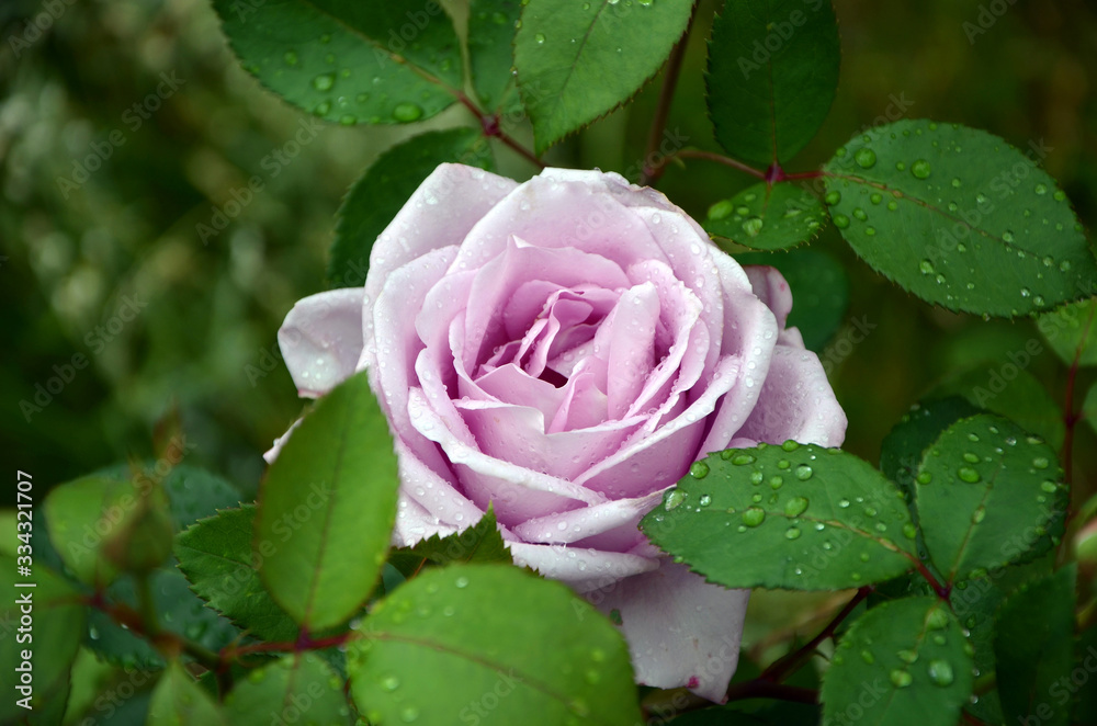 Unusual beautiful lilac rose in the garden close-up Unusual beautiful lilac rose in the garden close-up