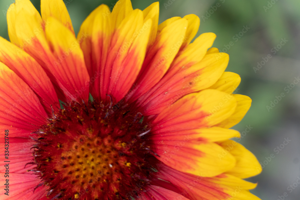 flower, yellow, nature, orange, plant, flowers, garden, macro, bloom, daisy, summer, green, beauty, red, petal, blossom, petals, flora, beautiful, floral, color, spring, bright, closeup, gazania flower, yellow, nature, orange, plant, flowers, garden, macro, bloom, daisy, summer, green, beauty, red, petal, blossom, petals, flora, beautiful, floral, color, spring, bright, closeup, gazania