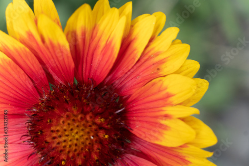 flower  yellow  nature  orange  plant  flowers  garden  macro  bloom  daisy  summer  green  beauty  red  petal  blossom  petals  flora  beautiful  floral  color  spring  bright  closeup  gazania