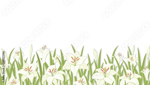 Lilys. Flower background. White lilies with green foliage. Symbol of Easter, spring and love. Template for a greeting or wedding invitation background. Horizontal border. Isolated. Vector illustration