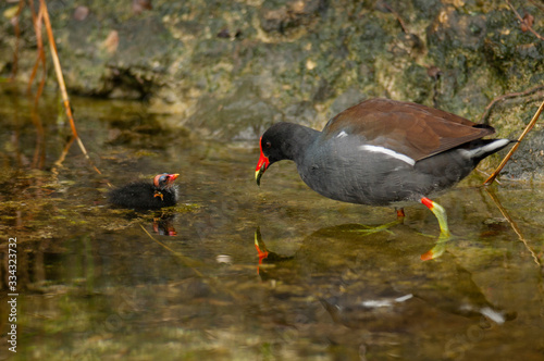 Common gallinule with newly hatched chick.