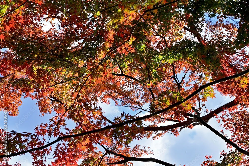 秋空をバックにきれいに色づいたモミジの紅葉