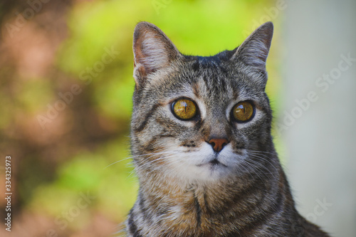 Wallpaper Mural portrait of a cat Torontodigital.ca