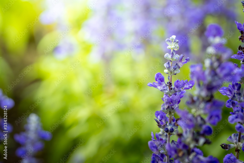The background image of the colorful flowers The background image of the colorful flowers