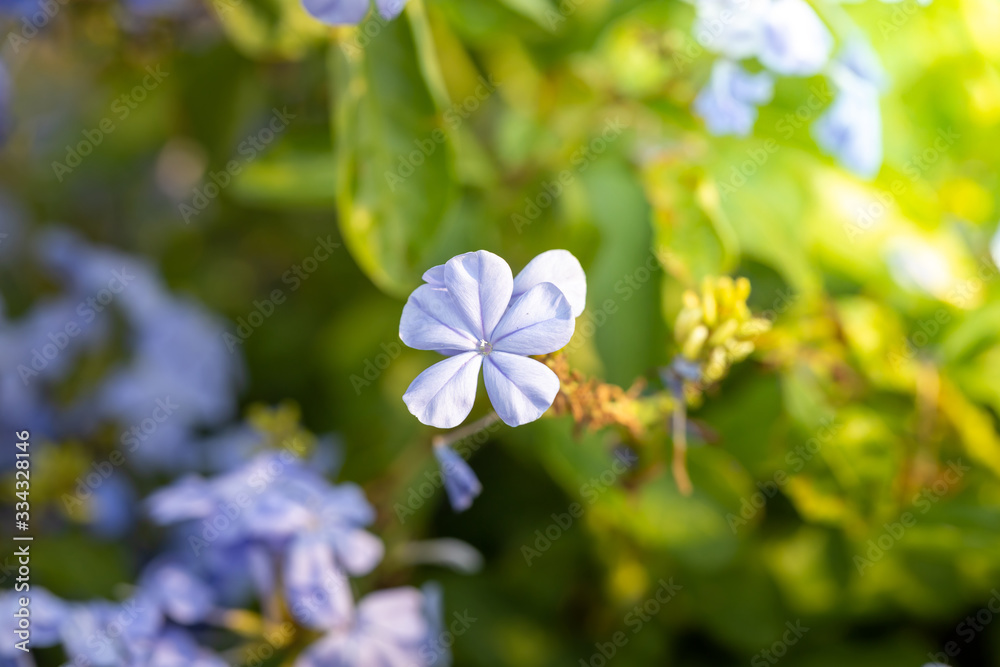 The background image of the colorful flowers The background image of the colorful flowers