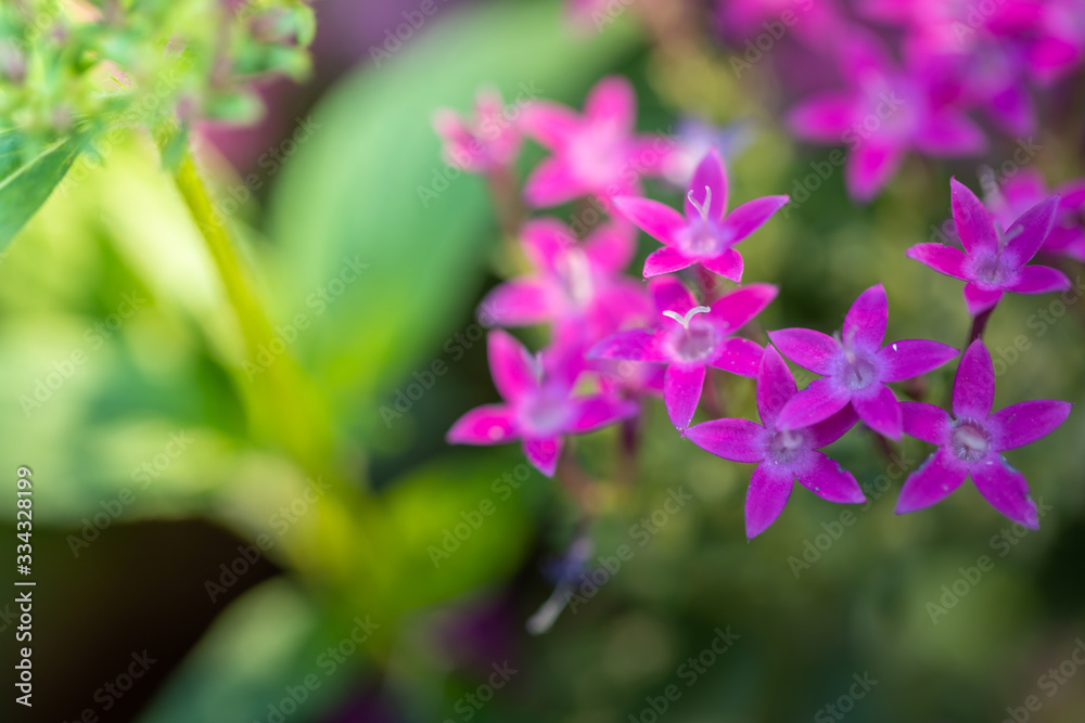 Beautiful blooming orchids in forest Beautiful blooming orchids in forest