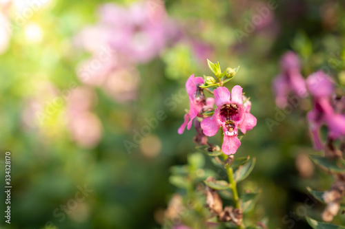 The background image of the colorful flowers