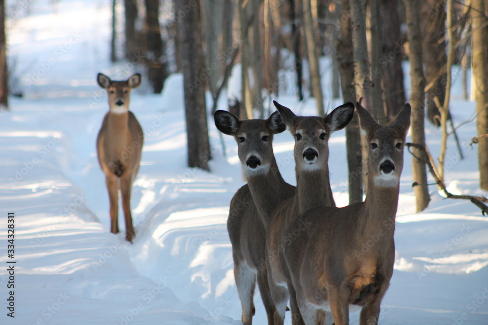 Obraz deer in winter