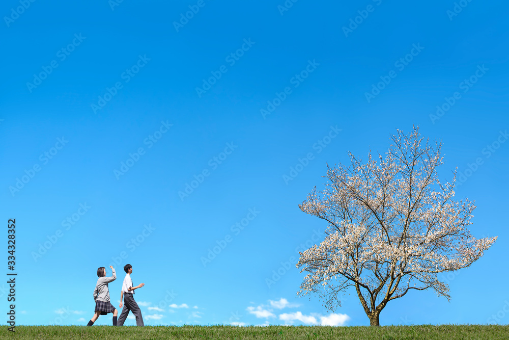 青空背景で男女2人が満開の桜の木に向かい歩く様子。進学,入学,進路イメージ