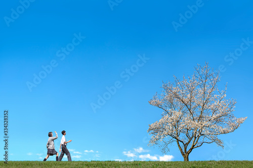 青空背景で男女2人が満開の桜の木に向かい歩く様子。進学,入学,進路イメージ