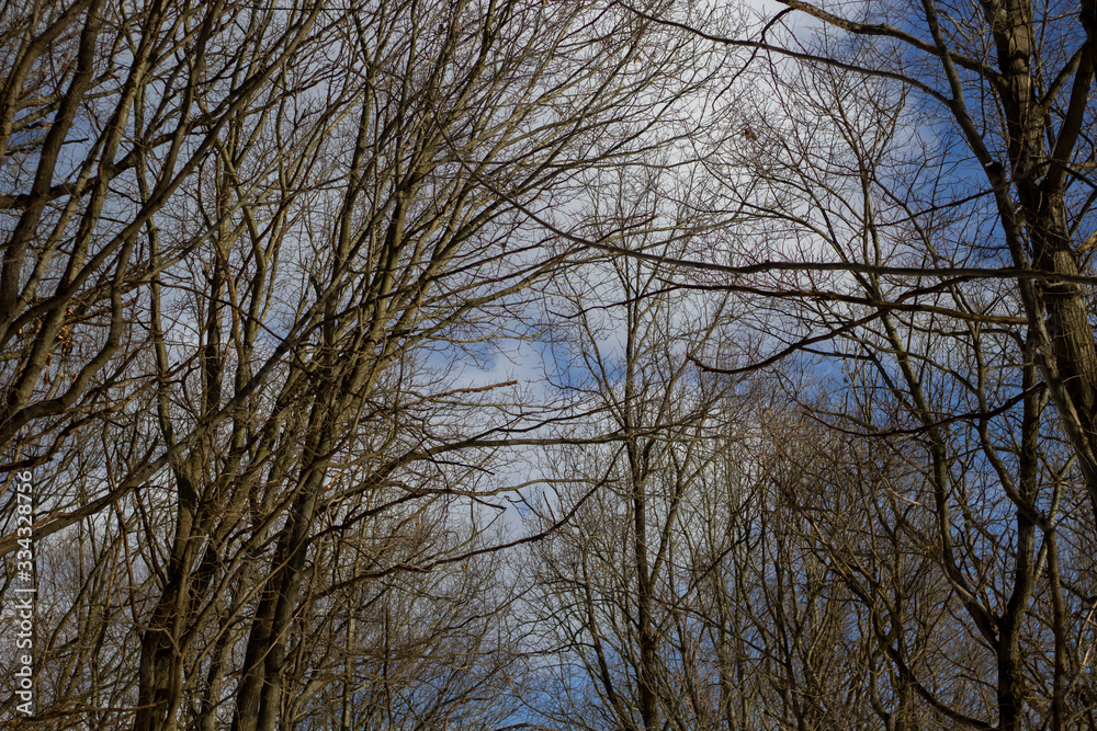 Tree under the sky in winter view from the bottom up Tree under the sky in winter view from the bottom up