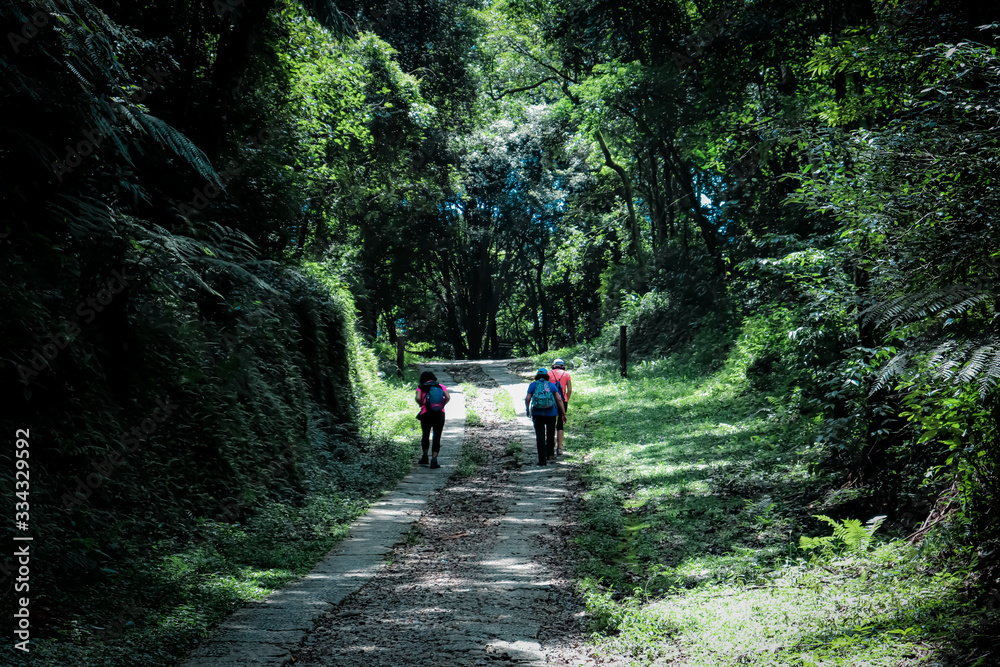 Caminhando em Meio à Floresta