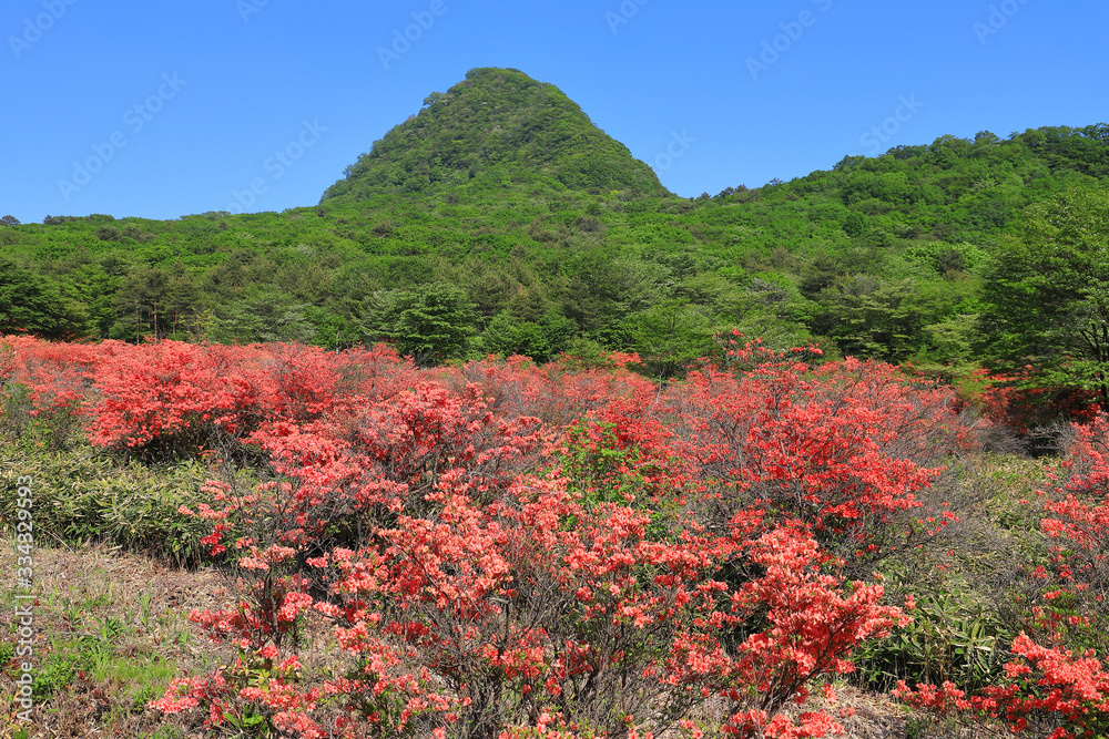 春の群馬県榛名山(相馬山)の麓のスルス峠付近から相馬山とツツジを見る 春の群馬県榛名山(相馬山)の麓のスルス峠付近から相馬山とツツジを見る