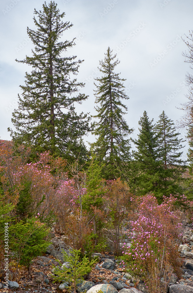 Rhododendron dauricum bushes with flowers (popular names bagulnik, maralnik) with altai river Katun and mountains on background. Rhododendron dauricum bushes with flowers (popular names bagulnik, maralnik) with altai river Katun and mountains on background.