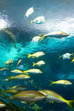 Fish Swimming Underwater in Aquarium Water