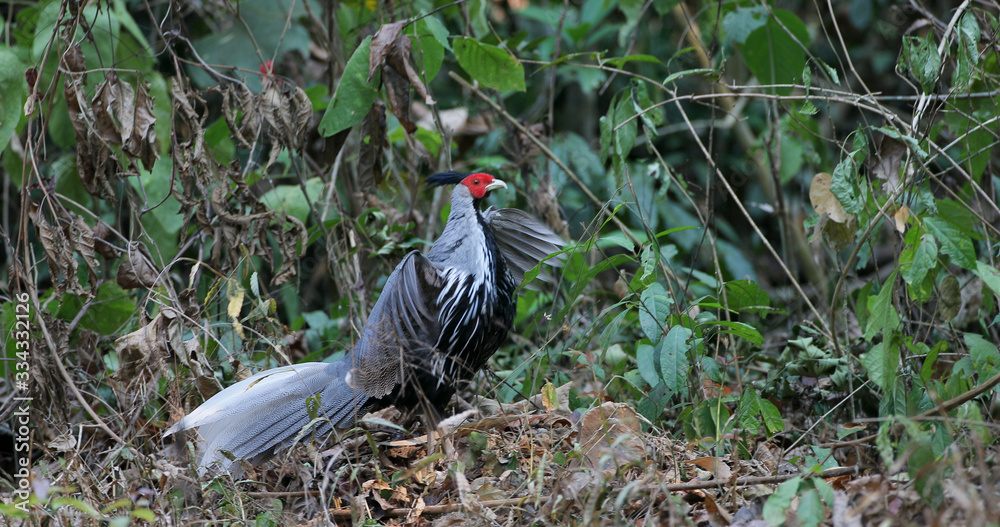 Beautiful adult male Kalij pheasant, low angle view, side shot, foraging on the ground near the foothills in the nature of national park in tropical forest, the jungle of Thailand. Beautiful adult male Kalij pheasant, low angle view, side shot, foraging on the ground near the foothills in the nature of national park in tropical forest, the jungle of Thailand.