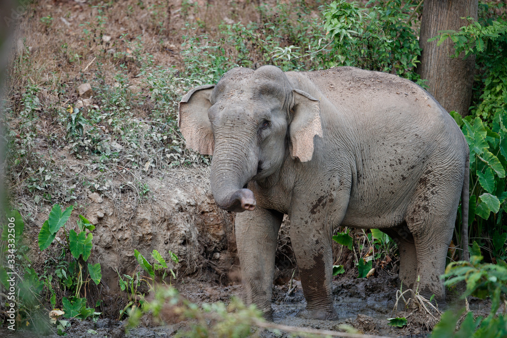 Naklejka premium Asia elephant (Elephas maximus) or Asiatic elephant, angle view, side shot, playing happily in mud swamp in tropical evergreen forest on sunset, Kaeng Krachan National Park, the jungle of Thailand.