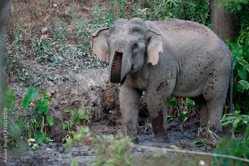 Asia elephant (Elephas maximus) or Asiatic elephant, angle view, side shot, playing happily in mud swamp in tropical evergreen forest on sunset, Kaeng Krachan National Park, the jungle of Thailand.