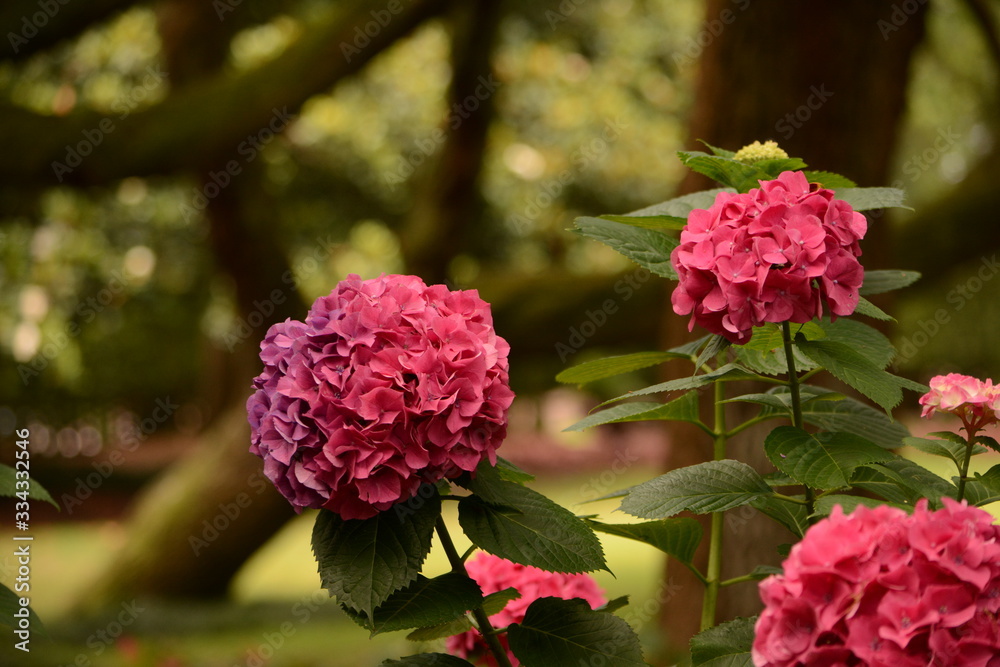 Fototapeta premium Plants and Flowers