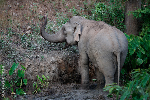 Asia elephant (Elephas maximus) or Asiatic elephant, angle view, rear shot, foraging plant and playing on mud swamp in tropical evergreen forest in sunset, Kaeng Krachan NP, the jungle of Thailand.