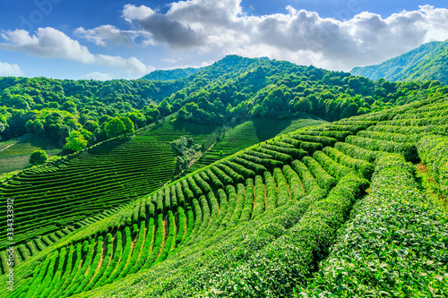 Tea plantation on sunny day green nature landscape.