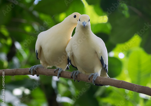 The couple of pied imperial pigeons (Ducula bicolor) in lowe