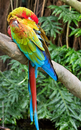 The scarlet macaw (Ara macao) dreaming on the tree branch