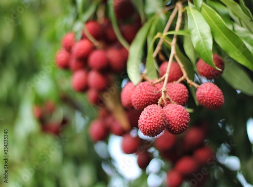 Lychee  ripe red on a tree in the garden     Image   