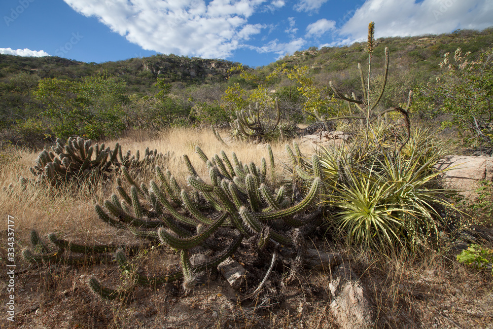 Cactos xique-xique em paisagem da caatinga, vegetação de clima semi ...