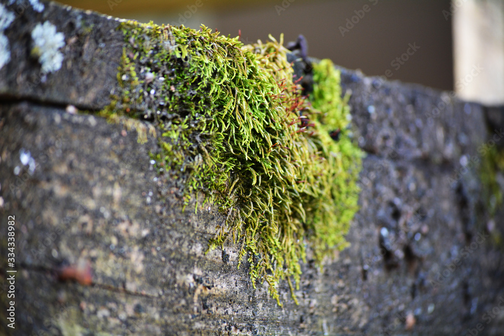 lichen on bark lichen on bark