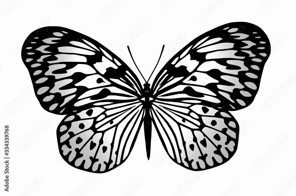 Beautiful butterfly on white background Beautiful butterfly on white background
